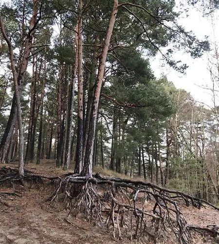 Erika * Wicko (Pomerania)